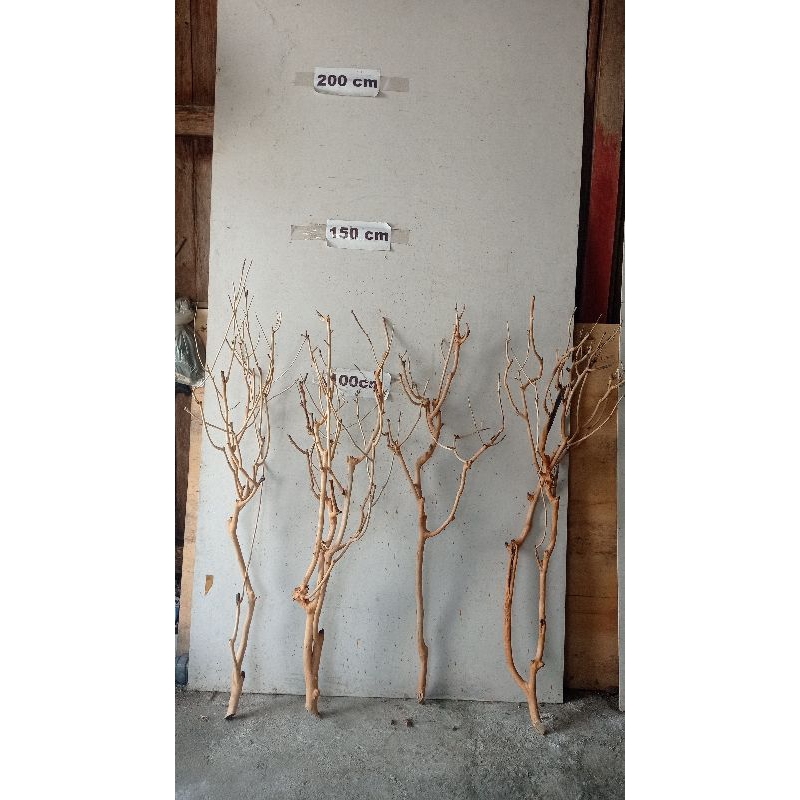 Pohon Kayu Ranting Kering Hias Dekor Rumah Lamtoro tinggi - + 150cm Dekorasi Ruang Tamu Kamar proper