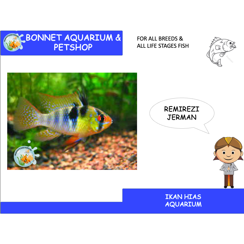 IKAN HIAS REMIREZI JERMAN / IKAN REMIRESI JERMAN AQUARIUM