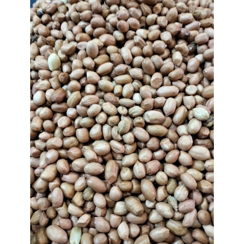 

kacang tanah