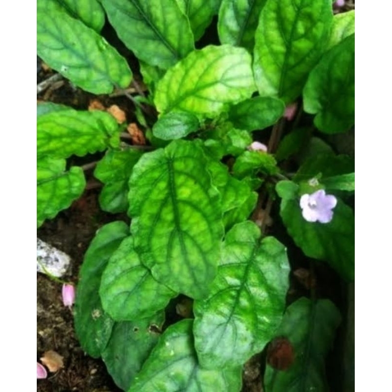 Bibit Tanaman Gempur batu herbal