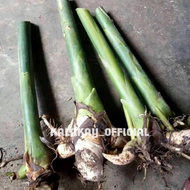 Bibit Kecombrang Hijau / Bibit Honje Onje Combrang Hijau