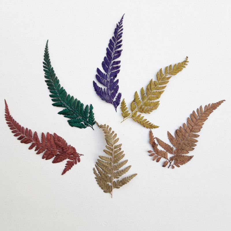 15-18 Lembar daun pakis kering / daun paku