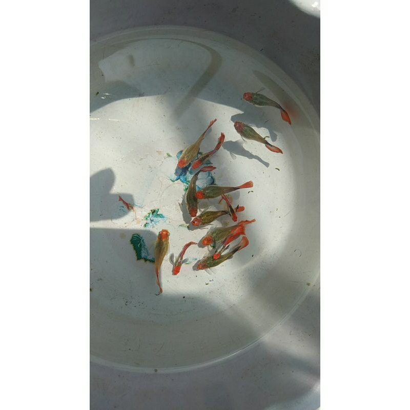 Guppy PRTDE. koi  indukan