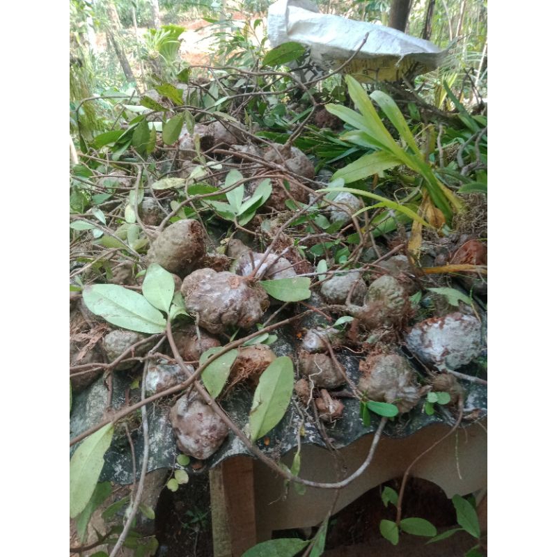 

tanaman hias sarang semut per pcs