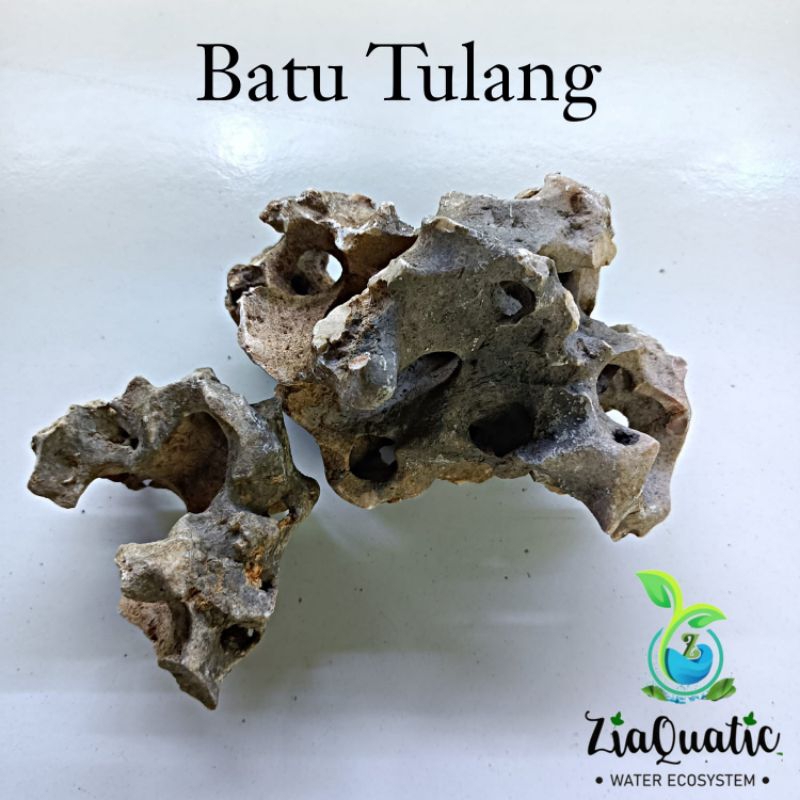 Batu Aquascape/Bone Stone/Batu Tulang/Hiasan Aquarium/Iwagumi/Natural