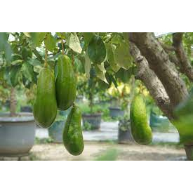 bibit alpukat kelud 1 m batang besar