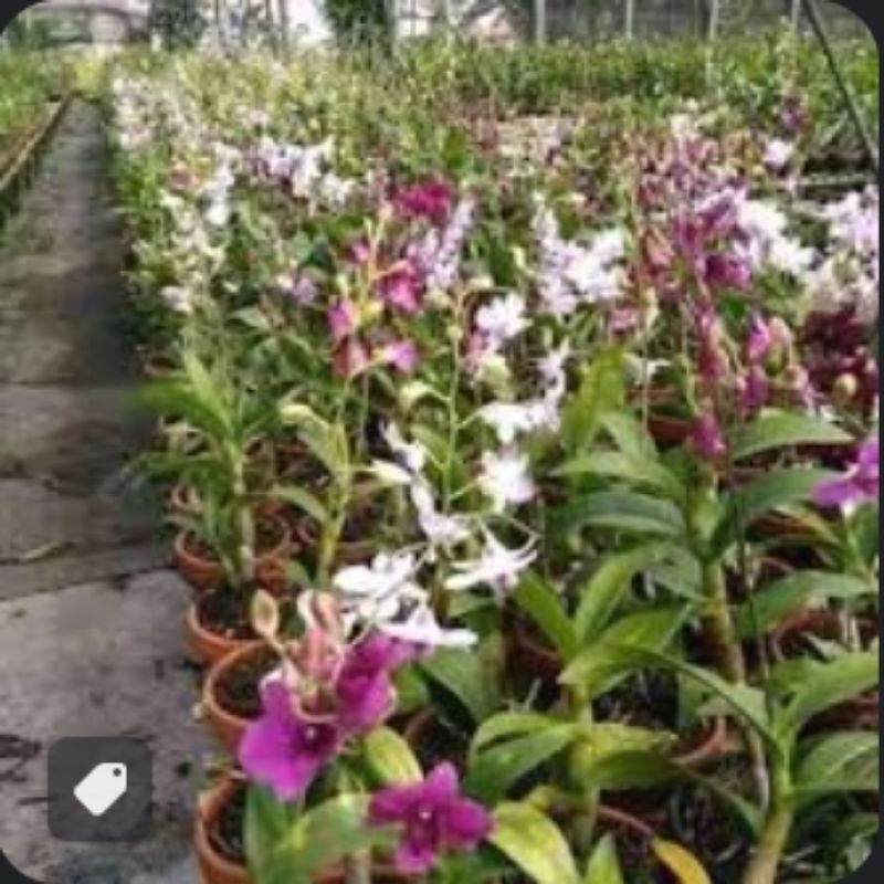 anggrek dendro spike kenop berbunga