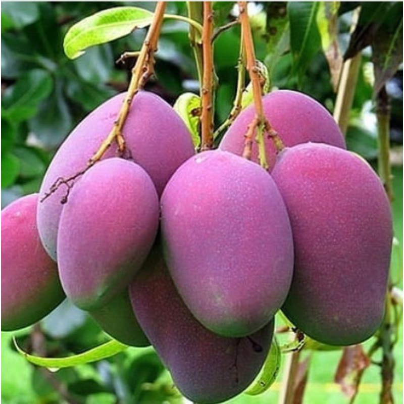 bibit mangga Irwin (mangga ungu)