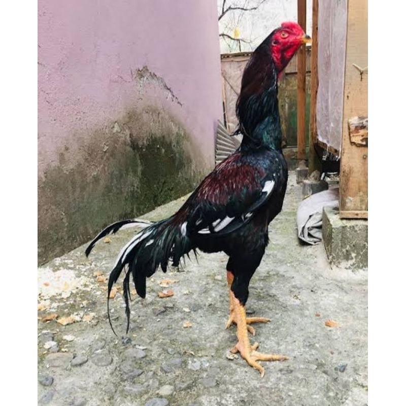 telur tetas ayam shamo super tarung