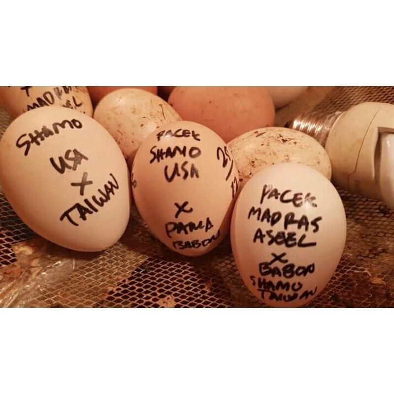 

telur tetas ayan shamo super