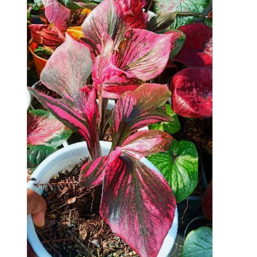 caladium red kujang