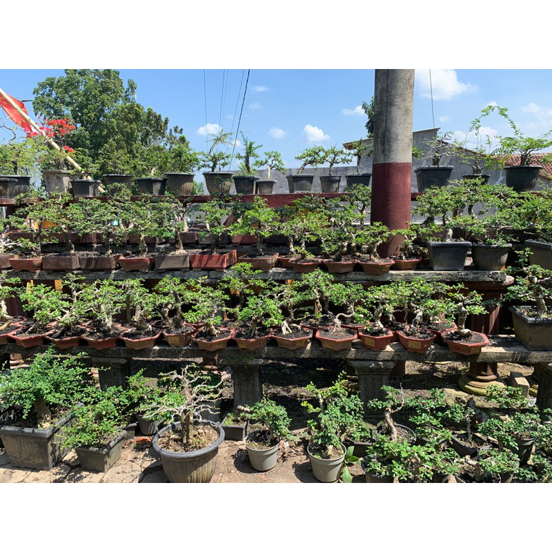 KODE C (PART 2) Bonsai Hokiantea Hokianti Batang Besar Siap Pajang