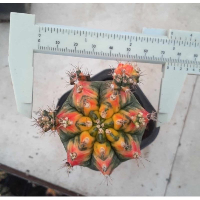 Kaktus Gymnocalycium/gymno T3115