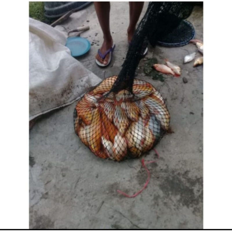 jaring ikan panjang 80cm ring 1. tempat ikan. wadah ikan. korang jaring ikan kuat. jaring murah.