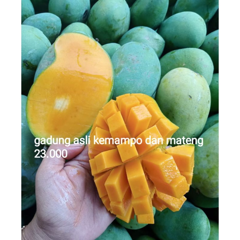 

mangga gadung/mangga klonal/mangga alpukat/manggagadungjumho