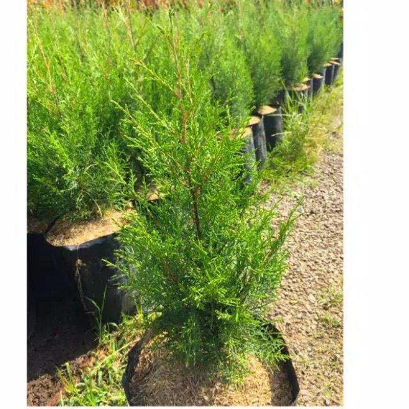 Cemara Wangi/Tanaman Hias Cemara Rentes(Cemara Wangi)