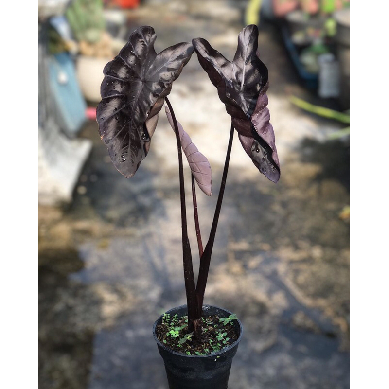 Colocasia Black Coral