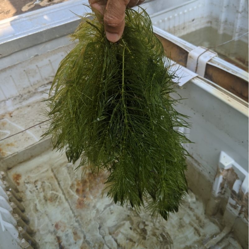 GANGGANG AIR HIDRYLA HORNWORTS