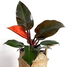 TANAMAN HIAS PHILODENDRON RED MOON