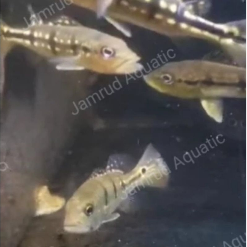 Ikan pbass Pinima ±12cm