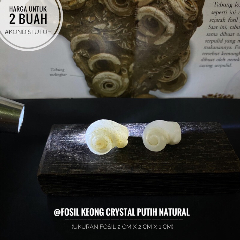 Fosil Keong Putih Crystal F2 atau Fosil Kerang atau Fosil Gastropoda Natural atau Fosil Kol Buntet K