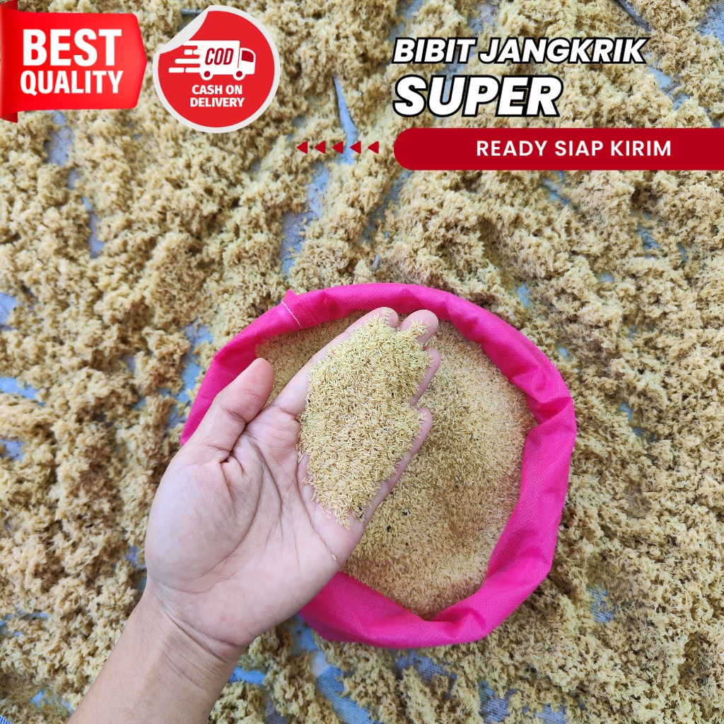 jual telur jangkrik di bekasi jangkrik alam madu jual bibit jangkrik super unggul jual telur jangkri