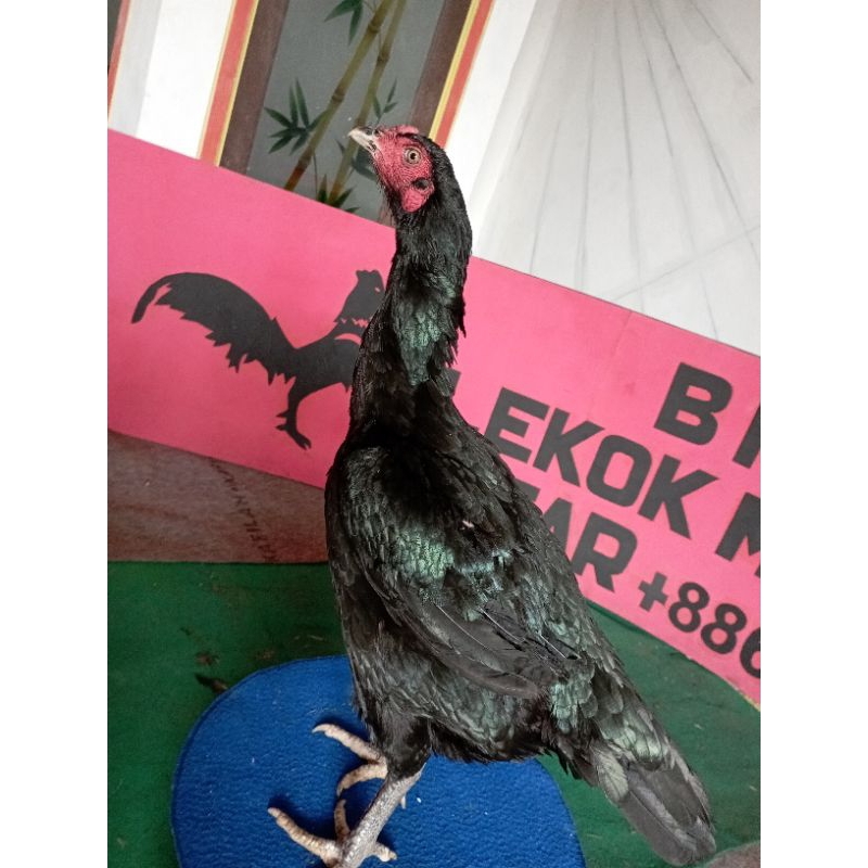 Ayam pakhoy black bull krating (jual telur fertil) untuk ditetaskan.ayam phakoy ayam bangkok ayam th