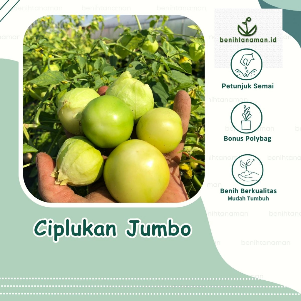 3 Biji - Benih Ciplukan Jumbo Tomatillo Cisneros