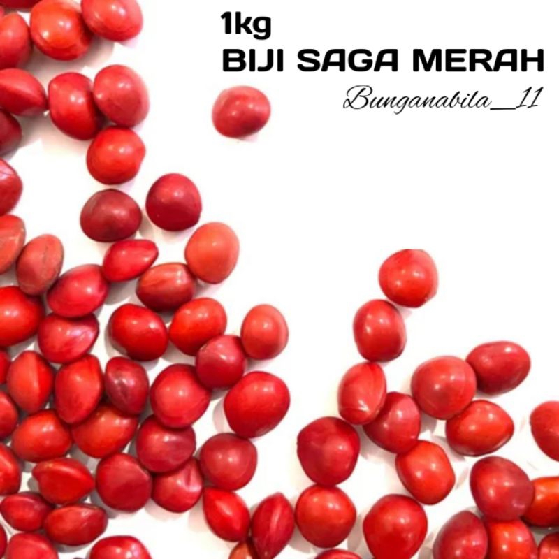 

BIJI SAGA 1KG