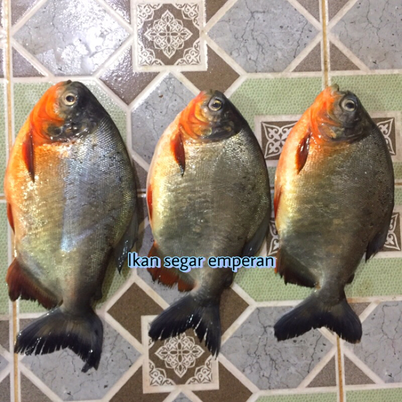 

Ikan Bawal | Ikan Bawal Tawar