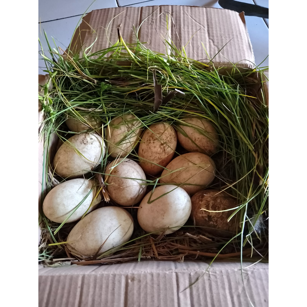 

Telur Angsa Fresh