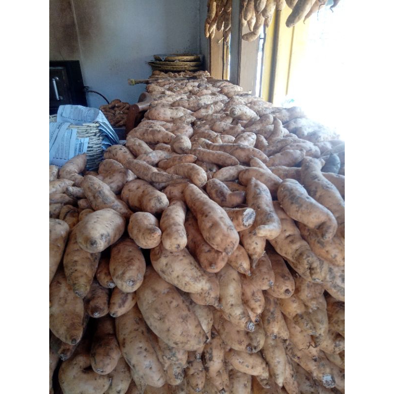 

UBI CILEMBU ASLI dikirim langsung dari desa cilembu