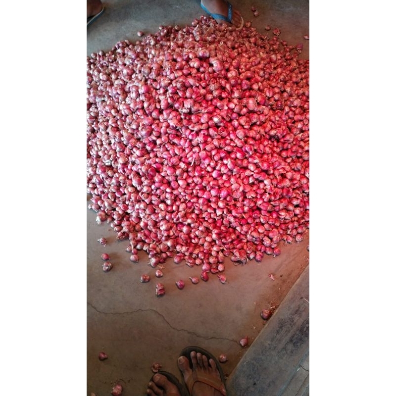 

bawang merah Brebes asli kualitas bagus 1kg