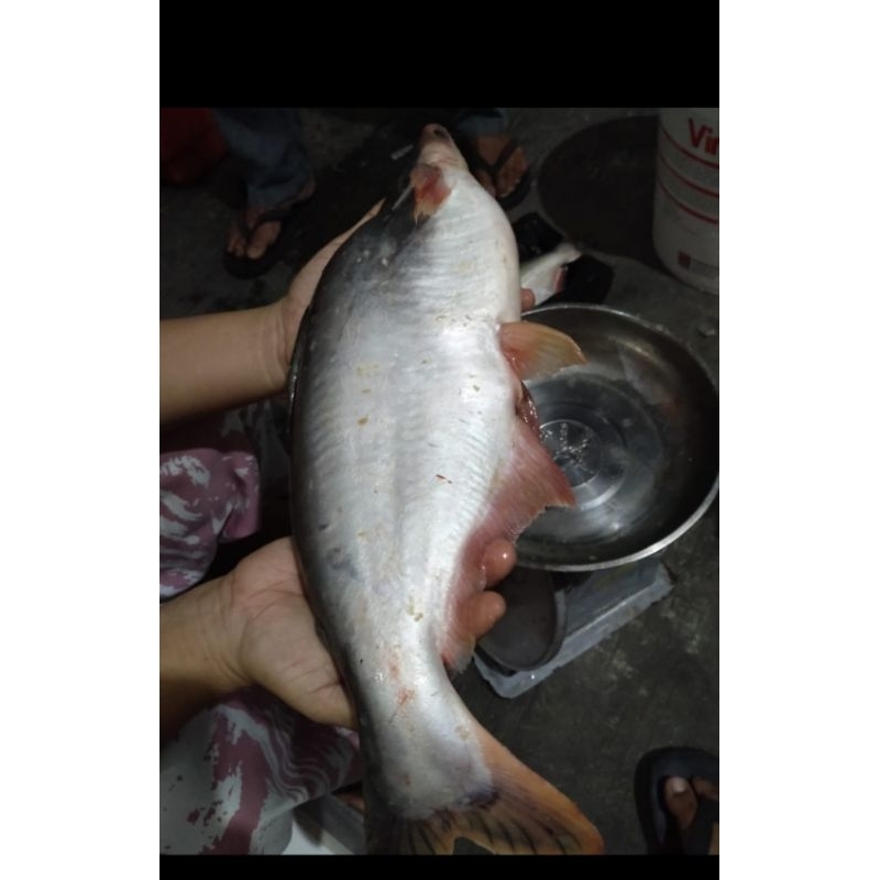

Patin Merah
