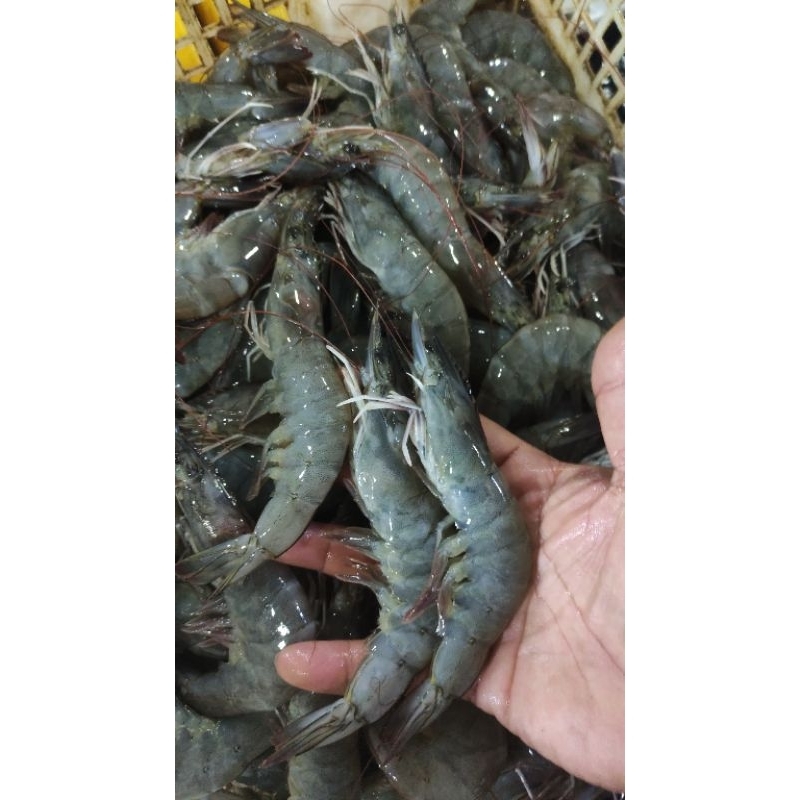 

UDANG VANAME FRESH SIZE 30/35