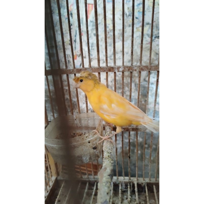 KENARI JAMBUL BAHAN JANTAN