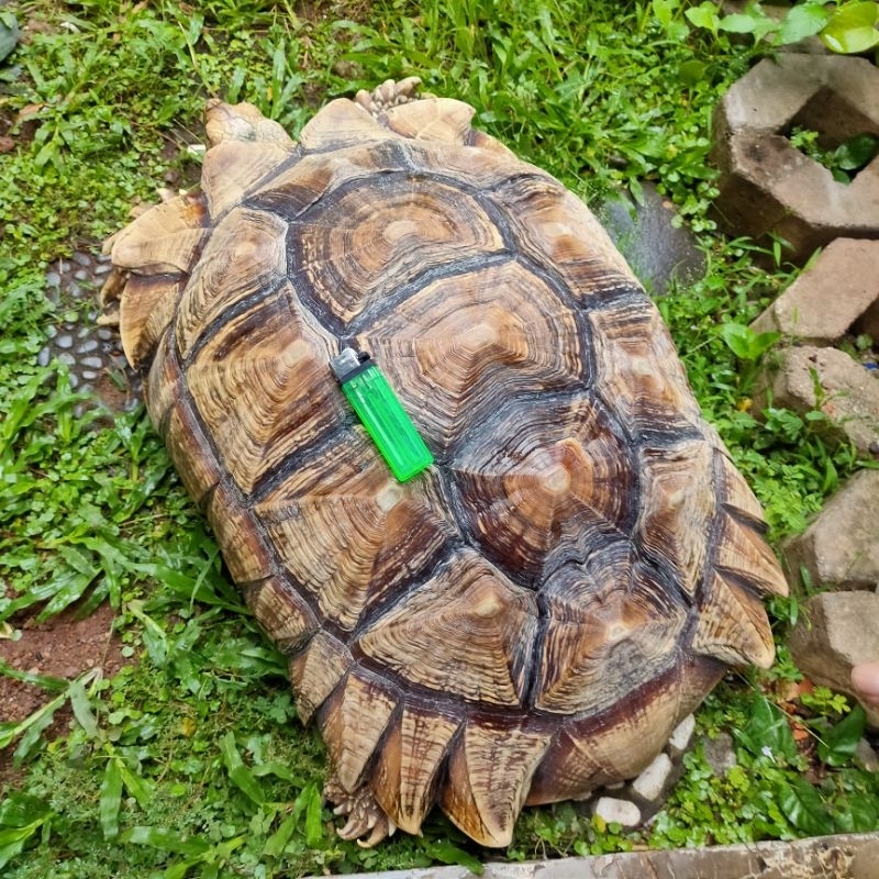 sulcata jumbo sepasang no aldabra pardalis radiata star