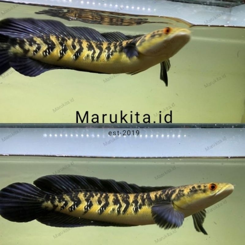 (C.O.D) yellow sentarum/ikan yellow sentarum atau ys 4-13cm free stiker