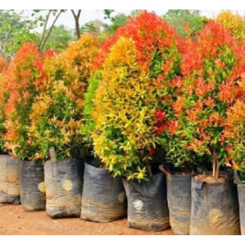 Bunga Pucuk merah