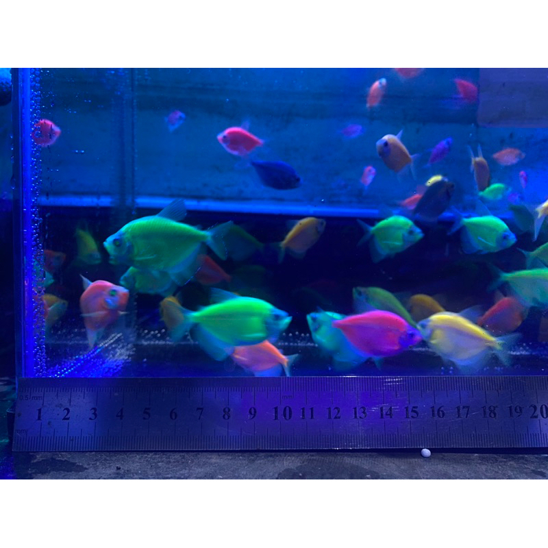 NEW!!! GLOWFISH Tetra isi 15 pcs hiasan aquarium