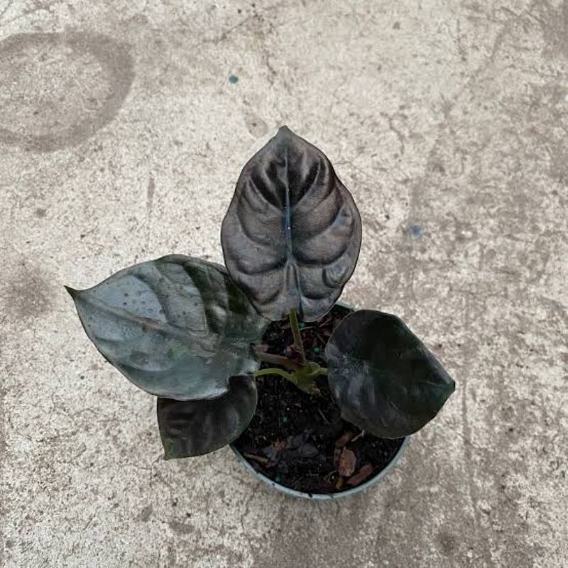 Alocasia Black Infernalis / Alokasia Infernalis