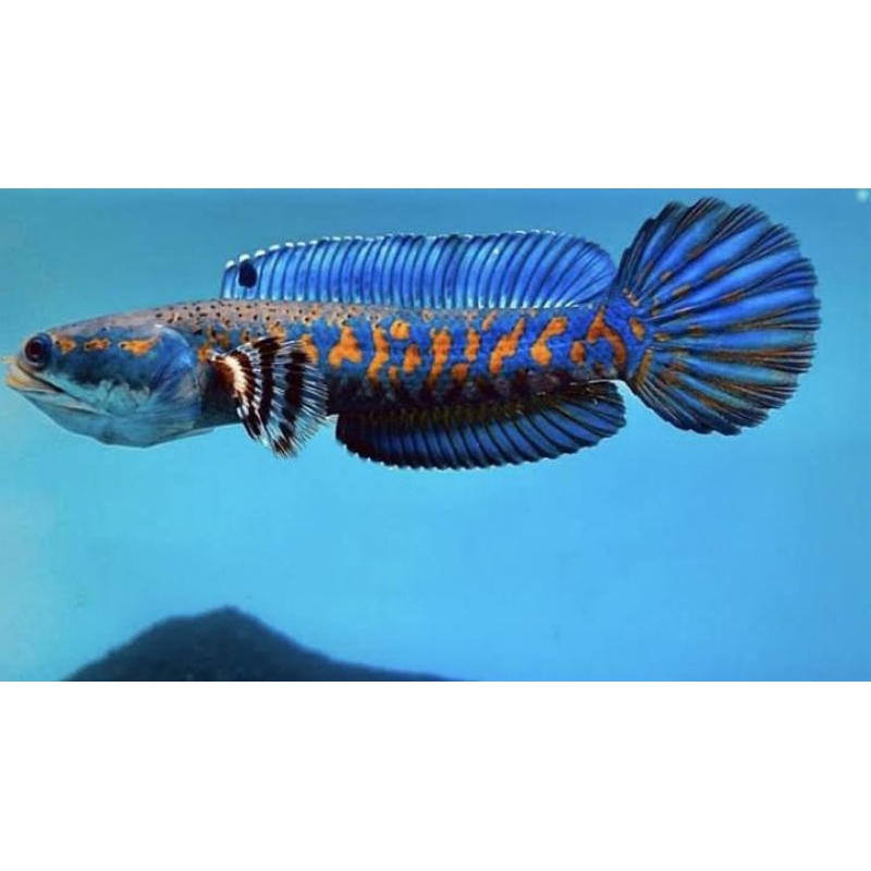 

ikan chana blue pulcra9 10 11 cm