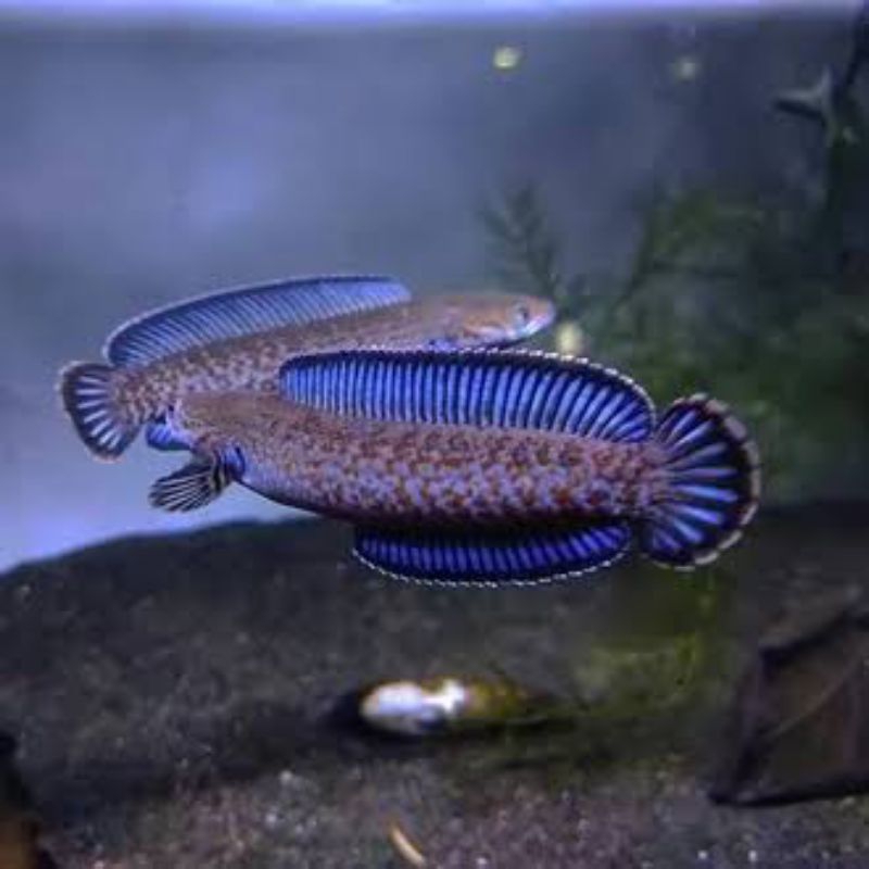 

ikan chana Andro 6 7 8 cm