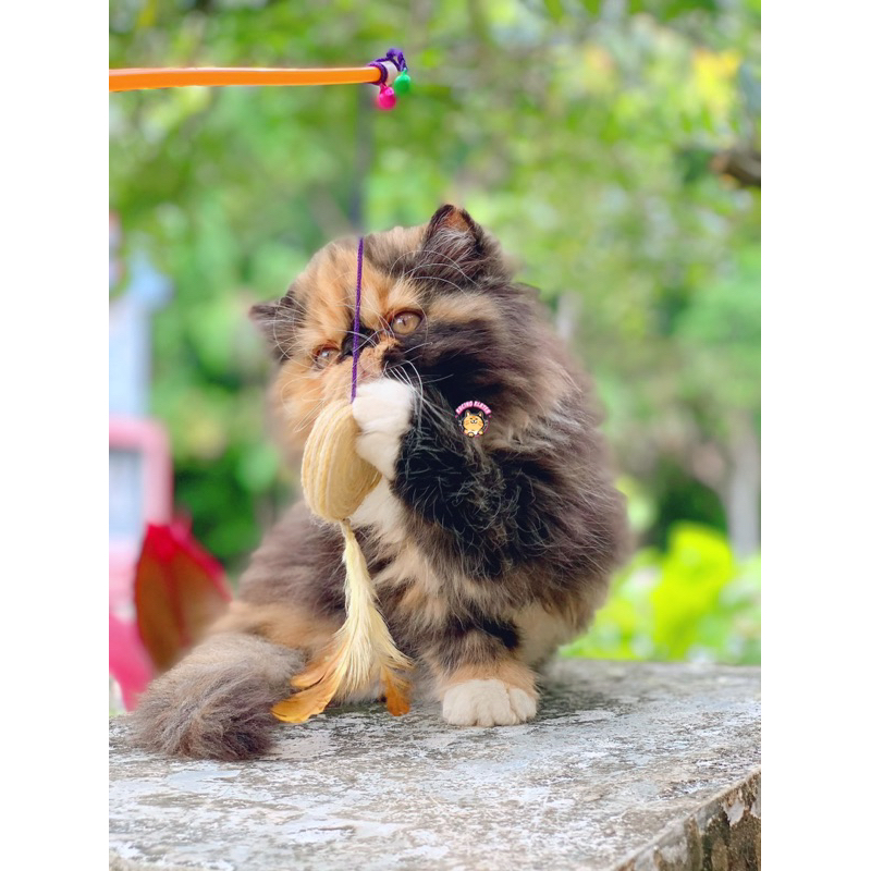 PEAKNOSE CALICO FEMALE