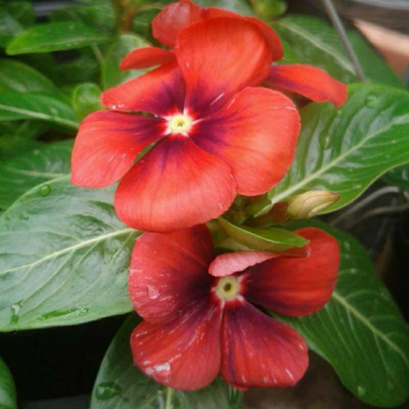 2 Biji Bibit Tapak Dara Vinca Orange Free Umbi Bunga Sedap malam