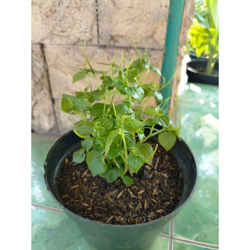 Sirih Cina / Sirih Herbal