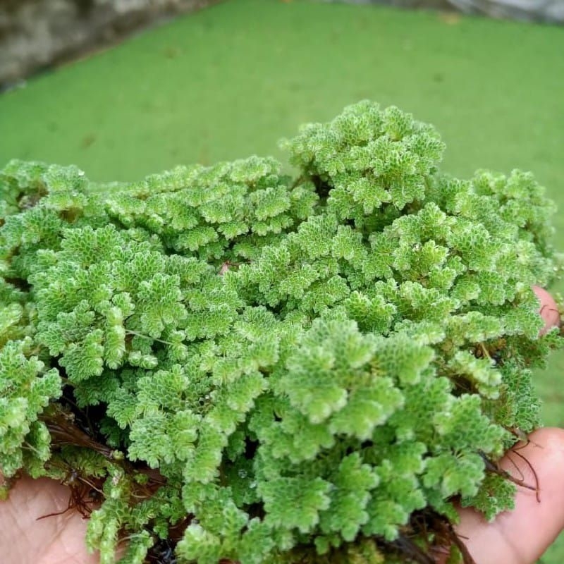 Bibit Azolla Azola Microphyla Pinnata