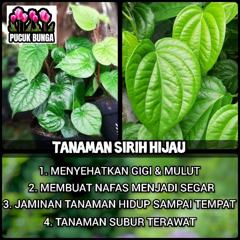 Bibit Sirih Hijau Tanaman Herbal Daun Sirih Hijau Pohon Sirih Hijau