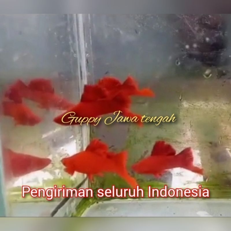 platy bloodred cauliflower sabertail