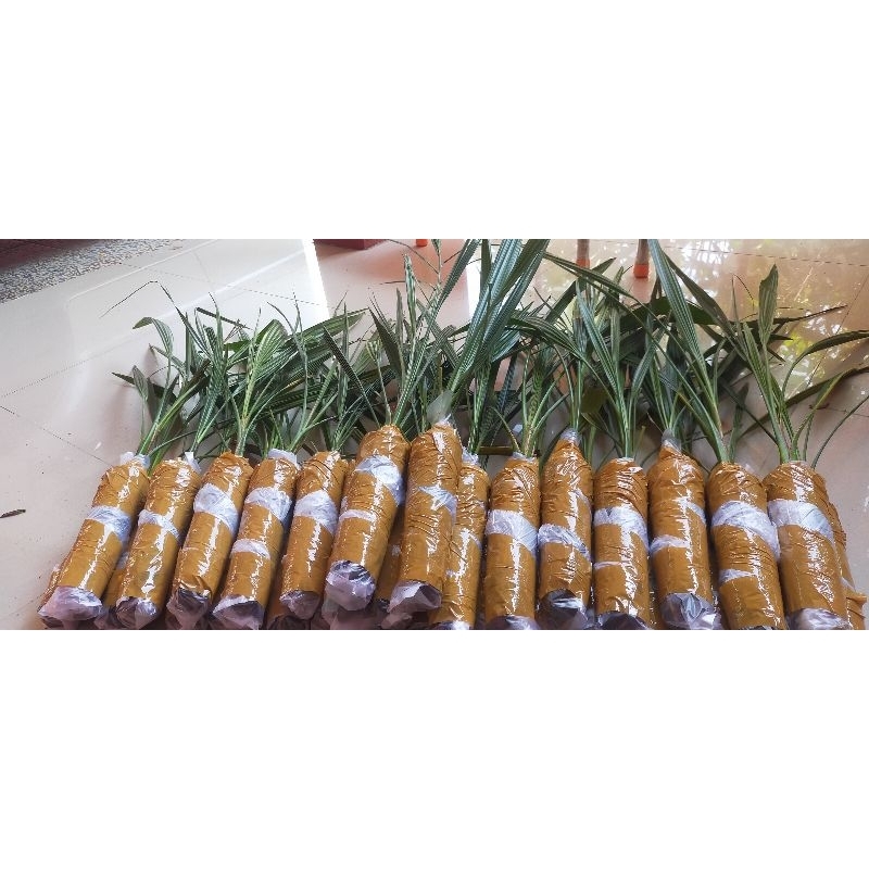 2 Batang Bibit Kurma Kultur Jaringan Varietas Barhee